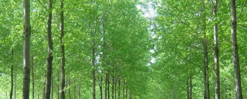 杨树腐烂病特效药,附症状