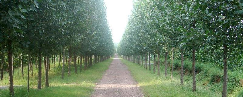 杨树腐烂病用什么药最管用,是什么原因引起的