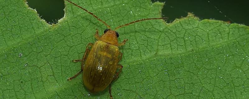 黄瓜怎么防治萤火虫,萤火虫会为害黄瓜哪部分