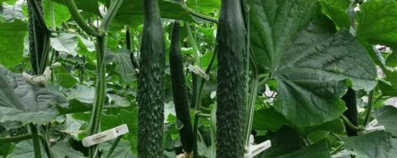 黄瓜株距是多少行距是多少,附黄瓜的种植方法