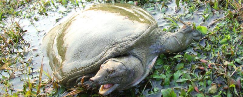 正宗野生甲鱼怎么分别,与人工养殖的甲鱼有什么区别