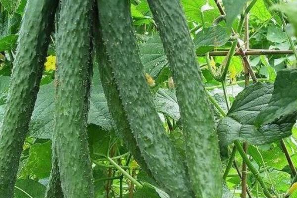 黄瓜怎样管理才能高产,附黄瓜种植方法