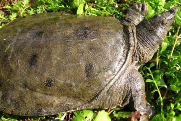 正宗野生甲鱼怎么分别,与人工养殖的甲鱼有什么区别