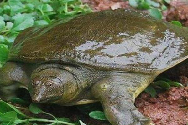 正宗野生甲鱼怎么分别,与人工养殖的甲鱼有什么区别