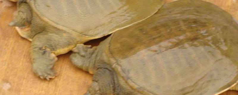 甲鱼用什么喂养,甲鱼饲料和乌龟饲料一样吗