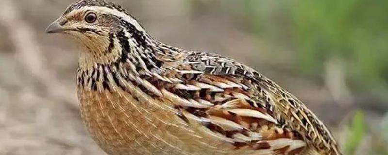 鹌鹑吃什么粮食,吃什么饲料下蛋多