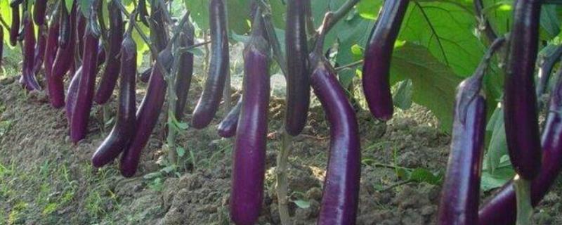 茄子的株距和行距是多少,附茄子的种植方法