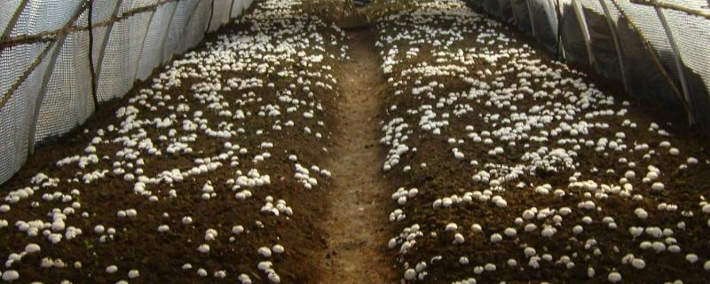 大棚香菇第二次出完香菇棒软怎么办,大棚香菇一年收几次