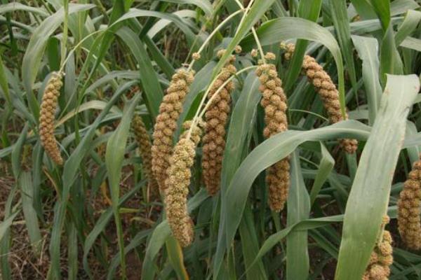 小米种植技术和方法