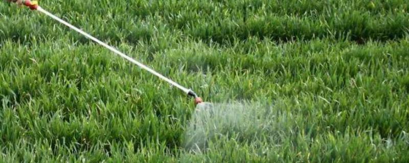乙草胺使用范围及方法,对玉米苗有药害吗