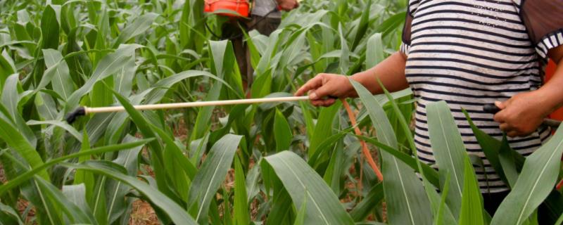 乙草胺打后几小时下雨没事,在土壤中多久失效