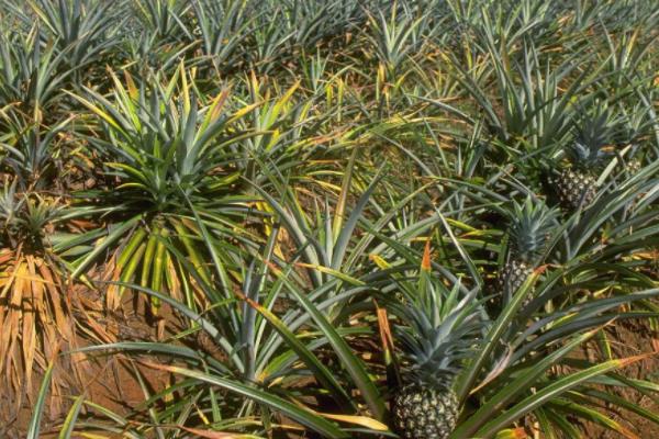 凤梨种植方法和技术,多久可以收获