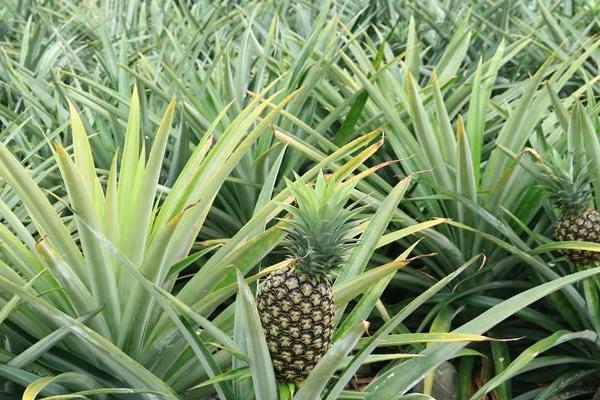 凤梨种植方法和技术,多久可以收获