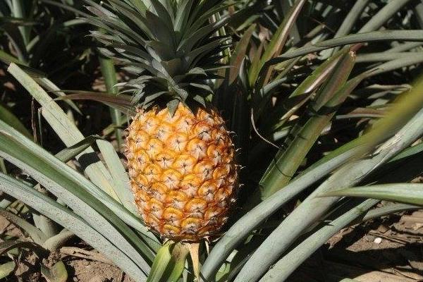 凤梨种植方法和技术,多久可以收获