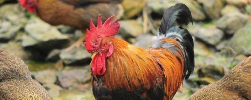 公鸡母鸡怎么受精的,受精一次能下多少蛋