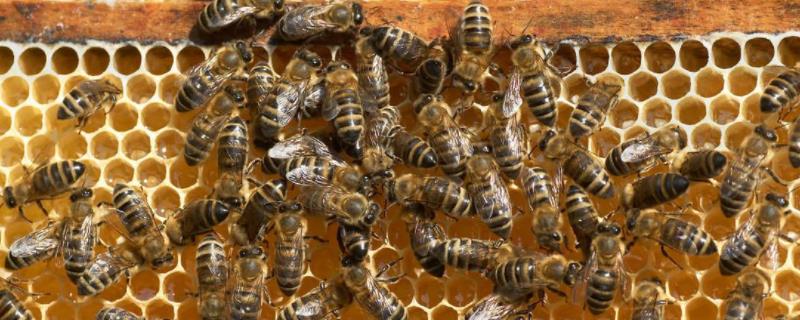 中蜂最快最安全介王方法,多久可以放王