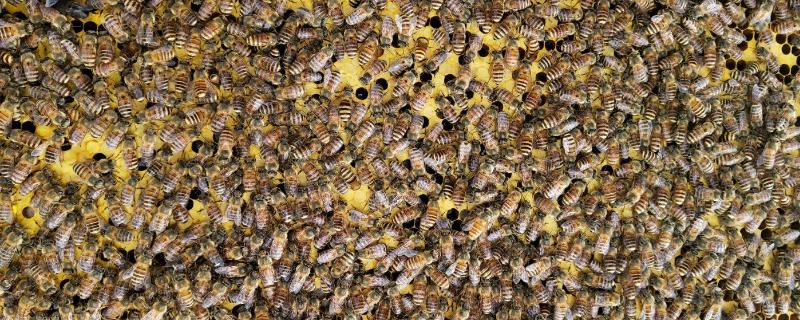 中蜂加继箱最佳方法,有何优缺点