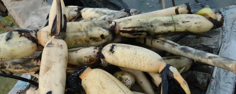 莲藕的种植技术,什么时候种莲藕合适