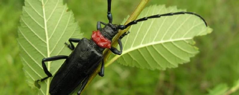 天牛长什么样子,天牛是害虫吗