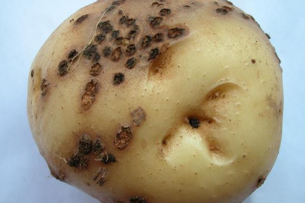 土豆病害图及防治方法