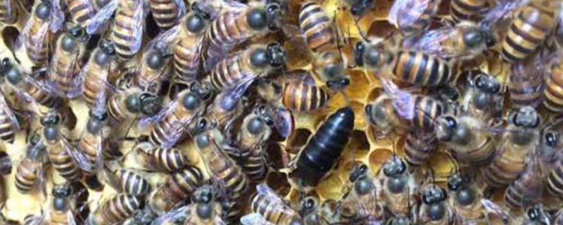 中蜂巢脾间距多少厘米,多久换一次