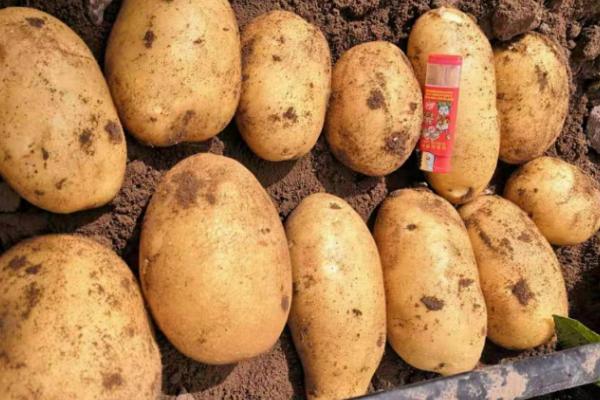 土豆的种植技术及施肥方法