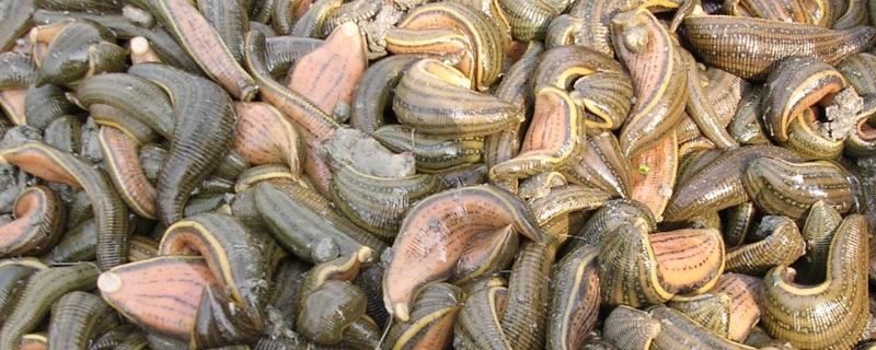 蚂蟥有几种,好不好养