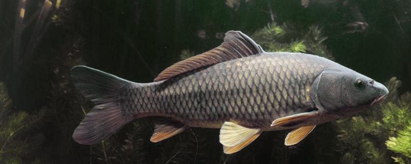 鲤鱼产卵喜欢产在什么地方,几月份产卵结束