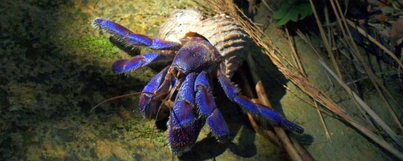 寄居蟹怎么养 淡水,主要以什么为食