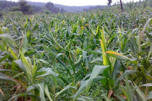 中泰737玉米种特征,附简介