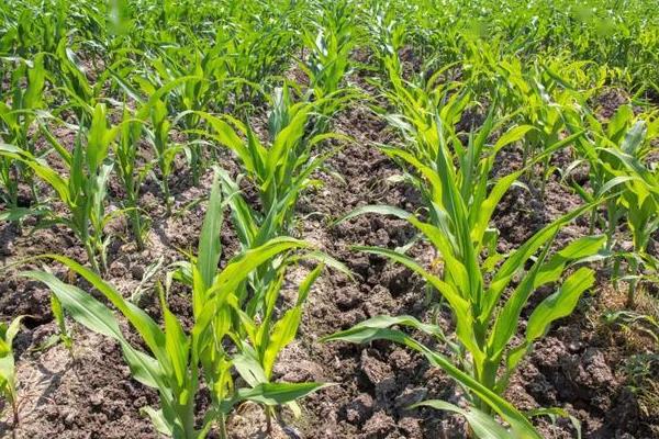 中泰737玉米种特征,附简介