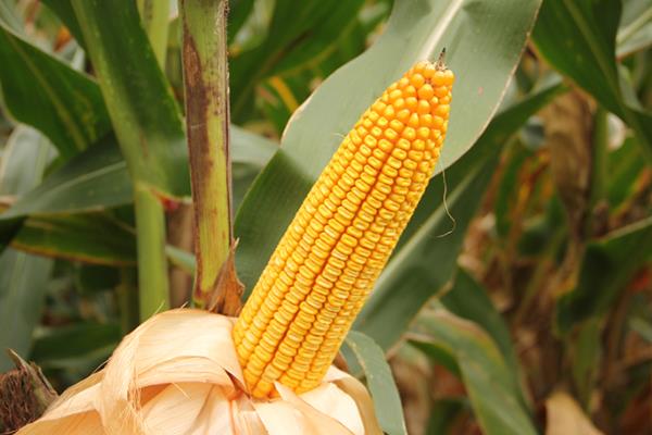 中泰737玉米种特征,附简介