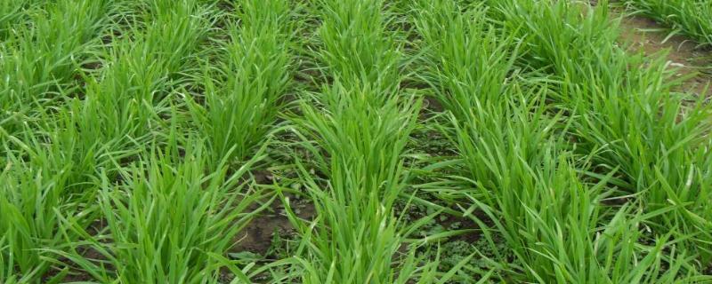 韭菜生蛆虫怎么根治,韭蛆是怎么形成的