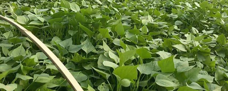 红薯育苗的方法,适合的温度是多少度