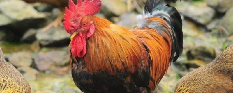 养鸡饲料配方要怎么配,鸡饲料的添加剂有哪些