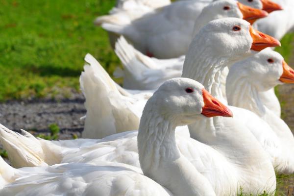 六大禽类有哪几种