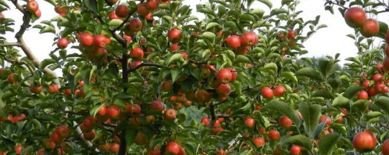 春季果树清园用什么药,清园药什么时候打合适