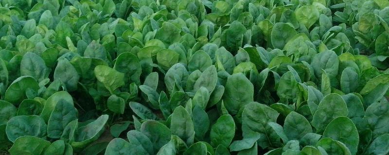 无公害蔬菜的种植方法，和绿色蔬菜哪个更健康