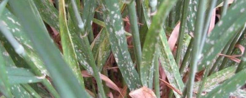 小麦有白粉病可以浇水吗,白粉病是什么引起的