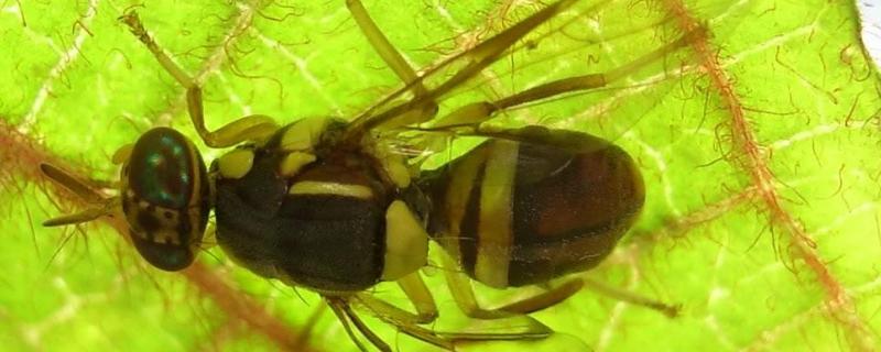 瓜实蝇最佳防治办法，瓜实蝇是从哪里来的