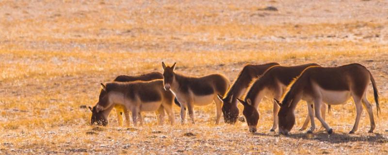 驴是什么繁殖出来的,繁殖周期多久