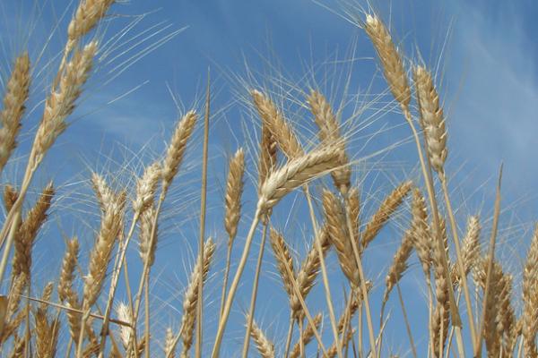 河农085小麦品种