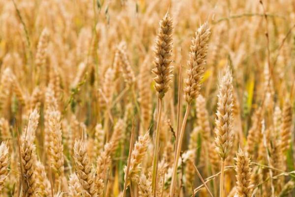 超大穗小麦新品种