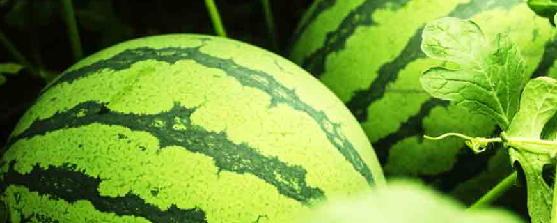 三倍体无籽西瓜培育过程,三倍体无籽西瓜能否遗传