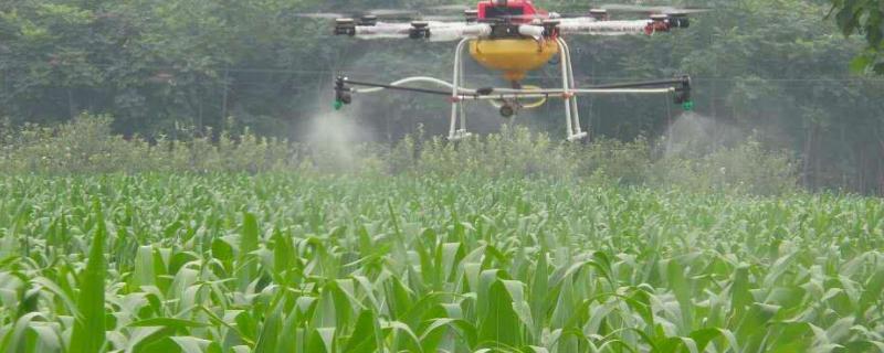 乙草胺的正确使用方法,对水稻有害吗