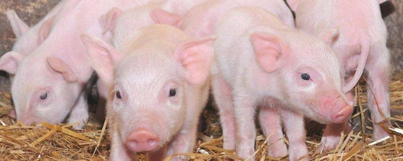 小猪拉稀怎么治用什么药,有什么土办法