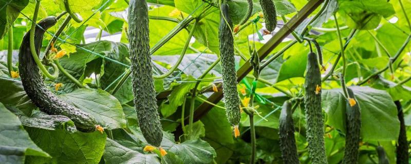 黄瓜开雄花不结果怎么补救,开雄花后多久开雌花