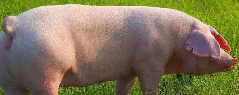 母猪的繁殖周期的三个阶段,繁殖周期不包括