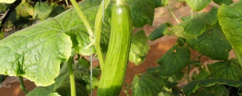 黄瓜怎样管理才能高产,附黄瓜种植方法