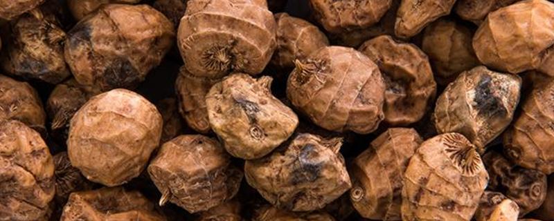 油莎豆为什么不让种了,油莎豆是干啥用的